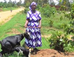 Jolly with her goats