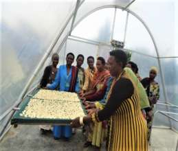 Exchange visit on how to dry sweet bananas