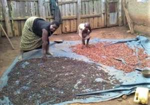 Evas and her granddaughter drying coffee beans