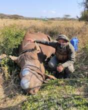 Field Ranger assisting at a Rhino Dehorning