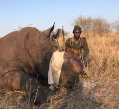 Rangers assisting with a Rhino dart