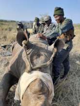Rangers assisting with a Rhino dart