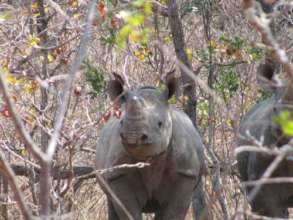 Black rhinos  reintroduced in Gonarezhou NP