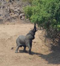 Elephant co-exist with people in Mahenye