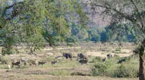 Wildlife in Gonarezhou NP