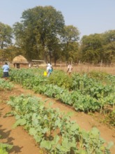 The first Mahenye Nutrition Garden