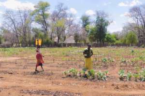 Women watering vegetables