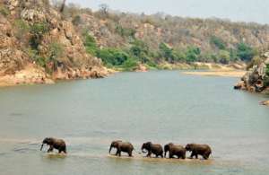 Elephants Crossing River