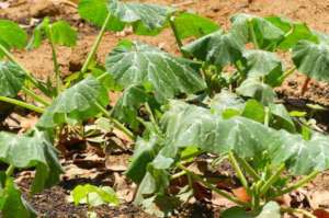 Nutrition Garden Pumpkin