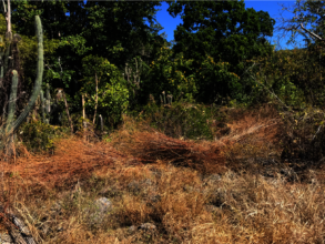Dry invasive grasses on reforestation site