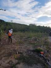 Maintenance of reforested areas (September 2020)