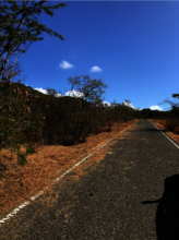 Maintenance of reforestation areas- fuel reduction