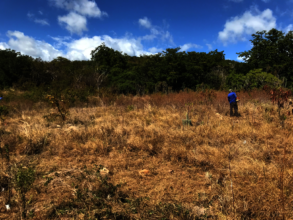 Weeding works on PR-333reforestation site
