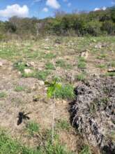 Progress of previously planted trees