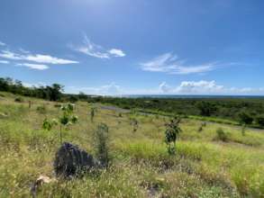 PR-333 reforestation site (September 2020)