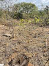 Area with the newly planted trees