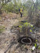 Recently planted trees