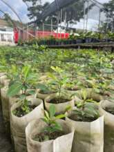 Ucar (Bucida buceras)