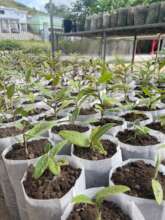 Lija (Cordia rickseckeri)