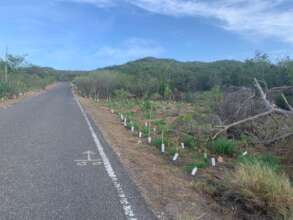 Guanica reforestation