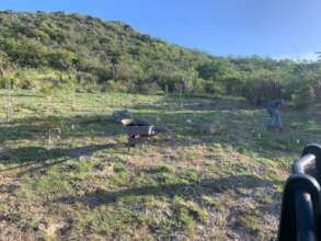 Replacement of dead trees