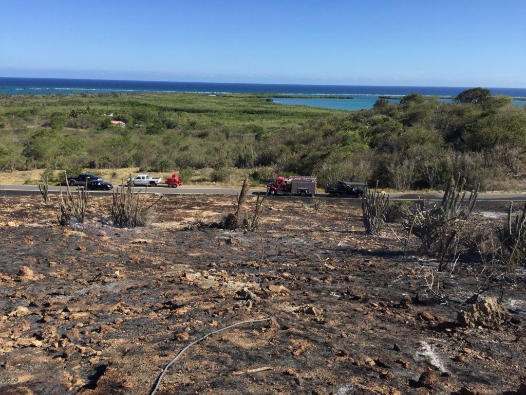 Restore impacted protected forest in Puerto Rico
