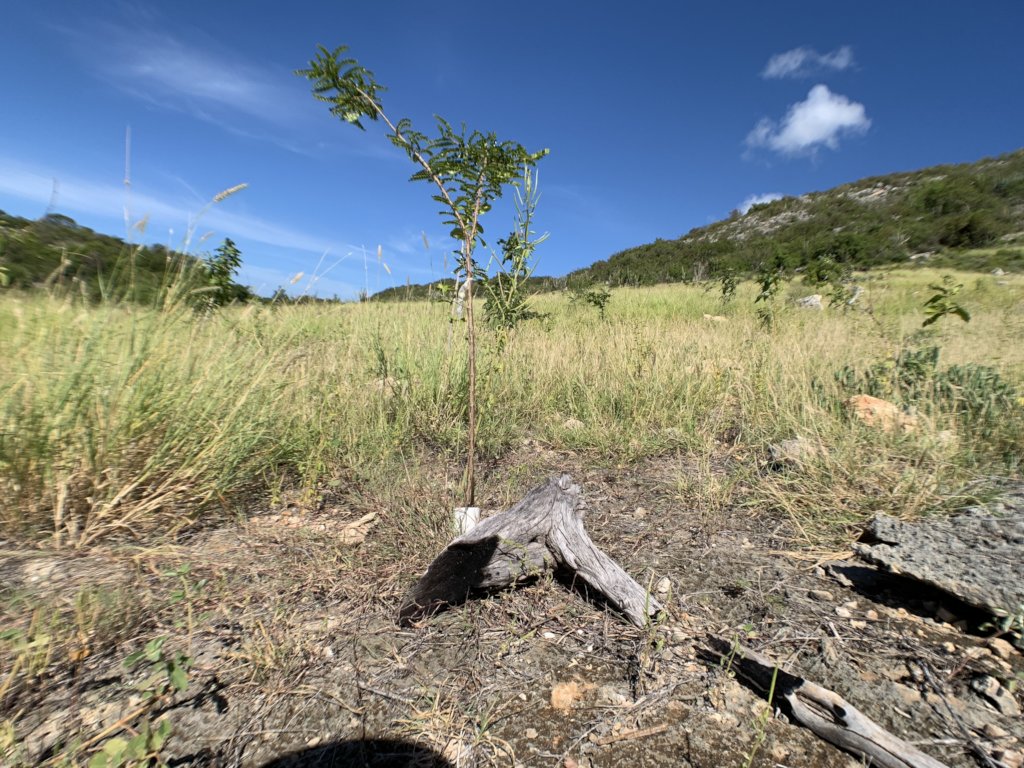 Restore impacted protected forest in Puerto Rico