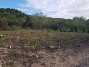 Reforested site