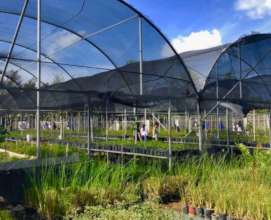 Restore impacted protected forest in Puerto Rico