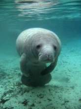 Manatee 1