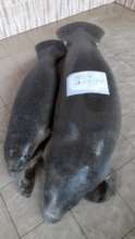 Manatees in a santuary