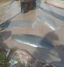 manatee 3