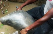 HELP SAVE 10 ENDANGERED MANATEES  IN NIGERIA