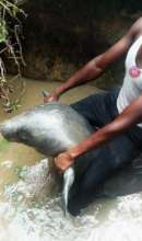 HELP SAVE 10 ENDANGERED MANATEES  IN NIGERIA