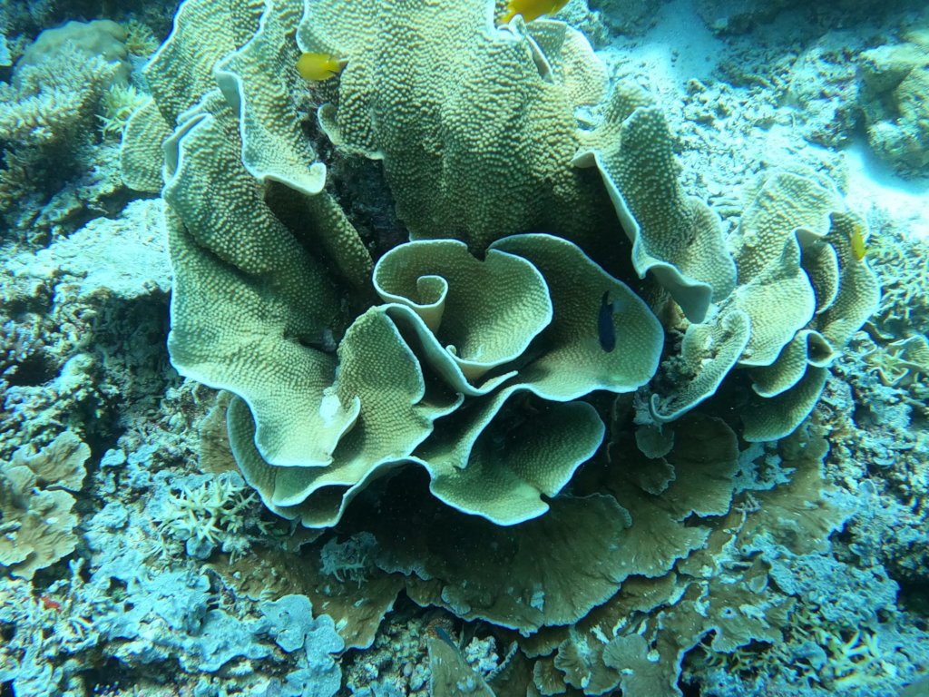 Boost Reef Health and food security in Palau