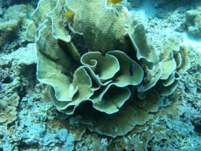 Cabbage Coral