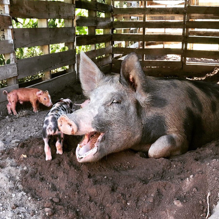 La Finca de Hamberto AVES Project