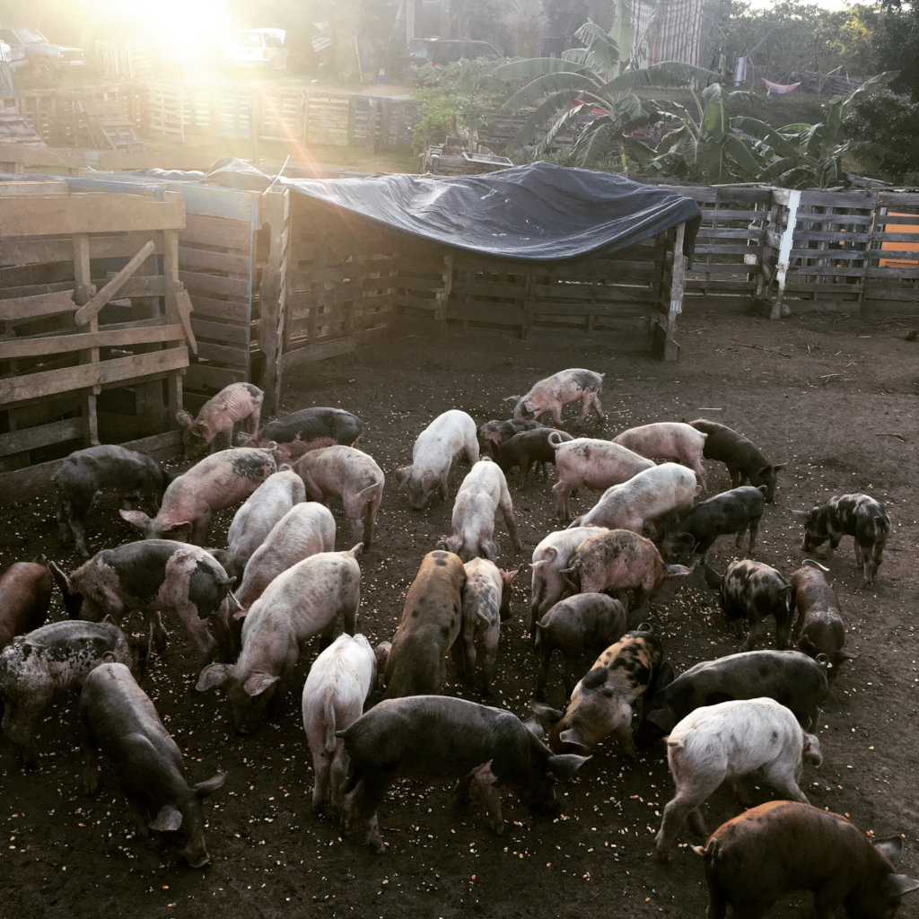 La Finca de Hamberto AVES Project