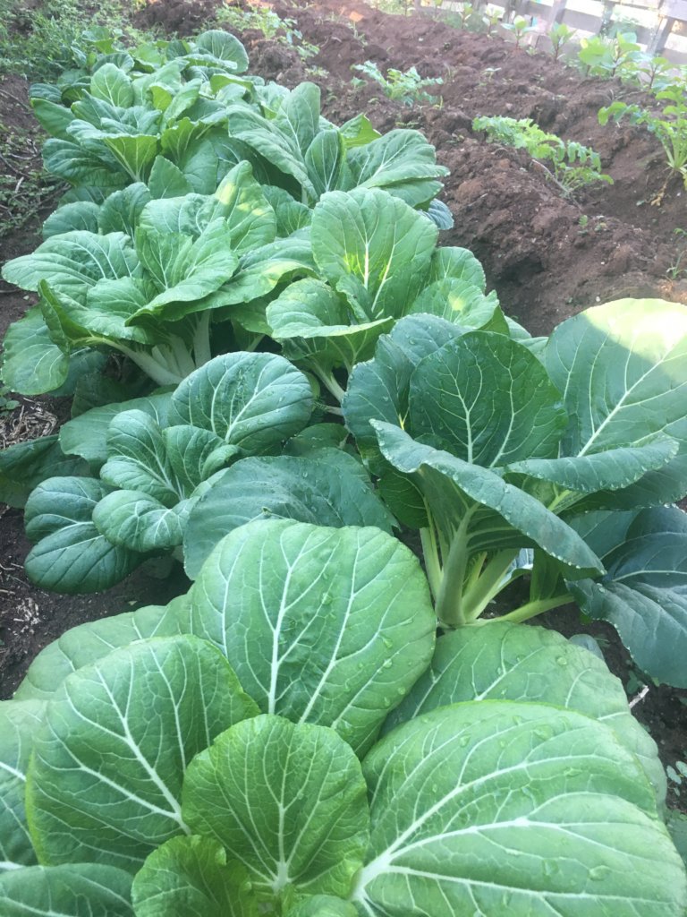 La Finca de Hamberto AVES Project