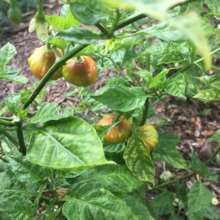 aji dulce (native crop) in the garden