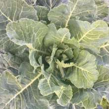 cabbage in the garden