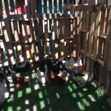 chickens enjoying the Pallet Palace