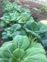 bok choi in the garden