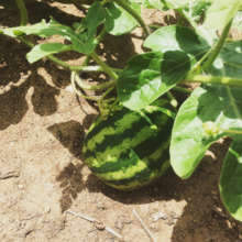 watermelon growing as a companion for plantains