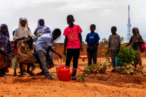 Students tend to their school garden in Niger