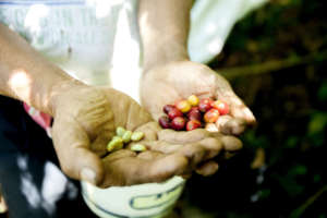 Local coffee producer