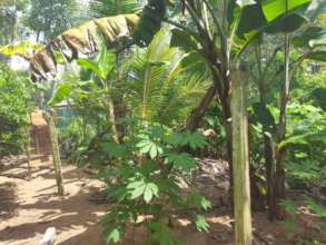 Crops for the community