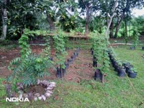 Crops for the community