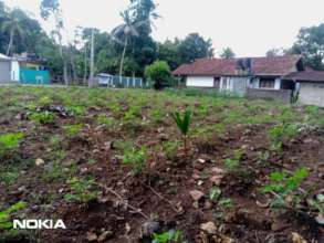 Crops for the community