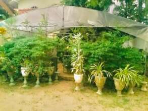 Sunila's garden centre